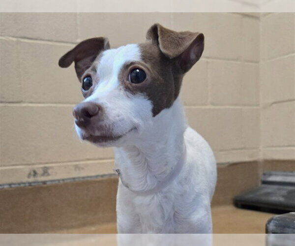 Medium Photo #1 Chihuahua Puppy For Sale in Martinez, CA, USA