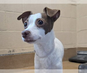 Chihuahua Dogs for adoption in Martinez, CA, USA
