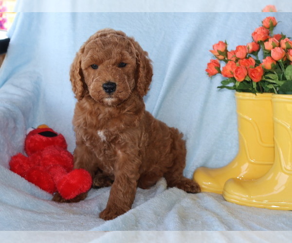 Medium Photo #4 Goldendoodle (Miniature) Puppy For Sale in GIRARD, KS, USA