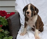 Small Photo #25 Boxer Puppy For Sale in GOSHEN, IN, USA