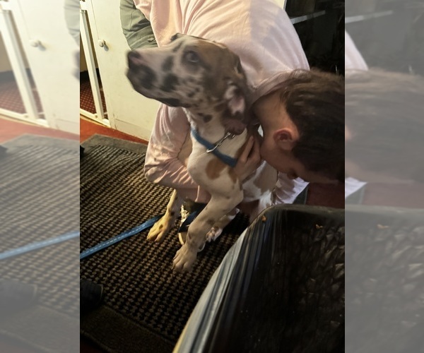 Medium Photo #5 Great Dane Puppy For Sale in ALIQUIPPA, PA, USA