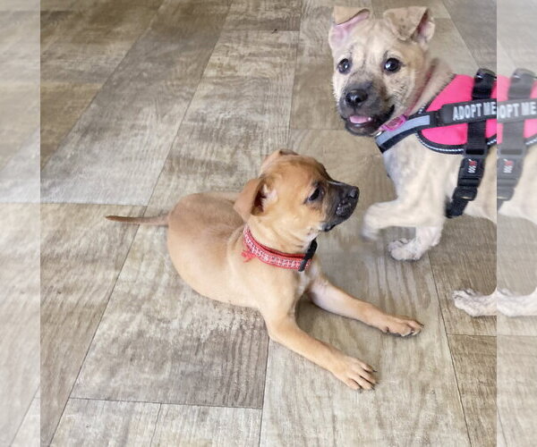 Medium Photo #5 Mutt Puppy For Sale in San Diego, CA, USA