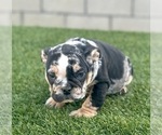 Small #8 English Bulldog