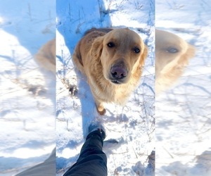 Mother of the Golden Retriever puppies born on 12/17/2025