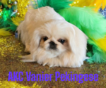 Small #1 Pekingese