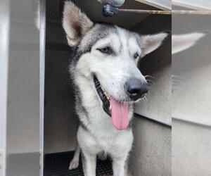 Huskies -Unknown Mix Dogs for adoption in San Antonio, TX, USA