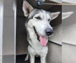 Small Huskies  Mix