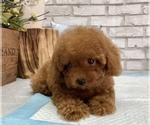 Small Photo #3 Poodle (Toy) Puppy For Sale in LOS ANGELES, CA, USA