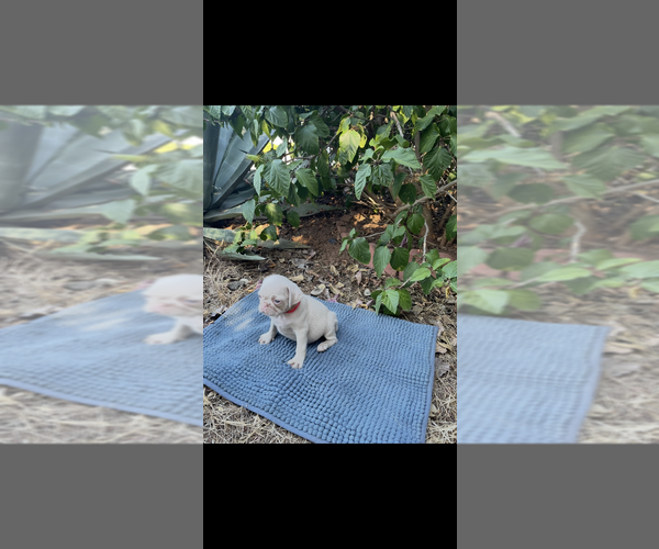 Medium Photo #2 Pug Puppy For Sale in ESCONDIDO, CA, USA
