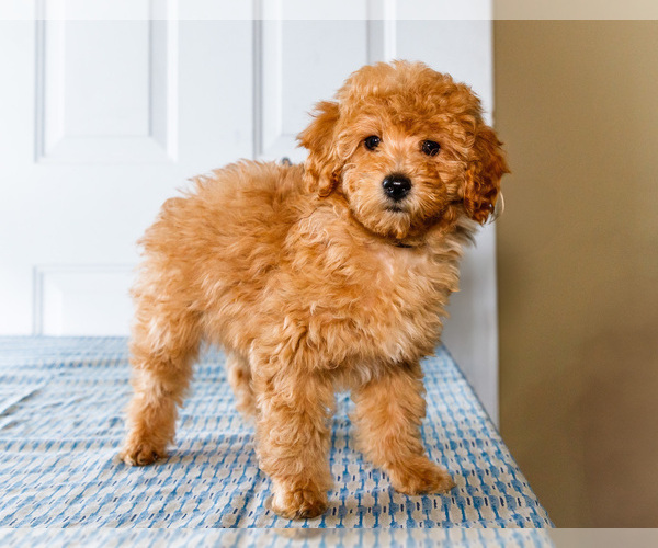 Medium Photo #2 Poodle (Toy) Puppy For Sale in WAKARUSA, IN, USA