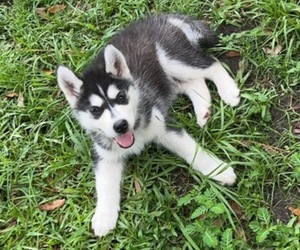 Alusky Puppy for sale in SARALAND, AL, USA