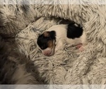 Small Photo #4 Biewer Terrier Puppy For Sale in CHATTANOOGA, TN, USA