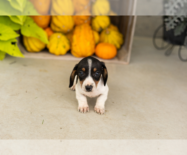 Medium Photo #4 Dachshund Puppy For Sale in MILFORD, IN, USA