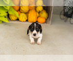 Sawyer - Male Dachshund Puppy for Sale - Photo #4