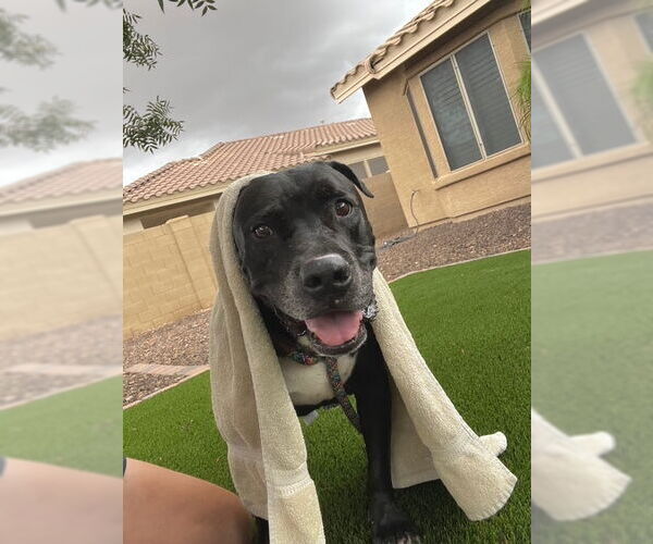 Medium Photo #3 American Staffordshire Terrier-Unknown Mix Puppy For Sale in Queen Creek, AZ, USA