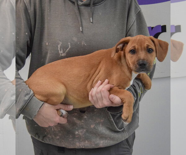 Medium Photo #2 American Staffordshire Terrier-Vizsla Mix Puppy For Sale in Huntley, IL, USA
