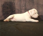 Small Photo #2 Dogo Argentino Puppy For Sale in MIAMI, FL, USA
