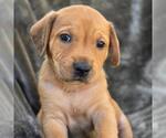Small Labrador Retriever Mix