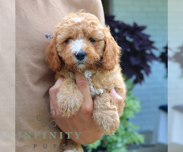 Medium Photo #5 Cavapoo (Miniature) Puppy For Sale in LEOLA, PA, USA
