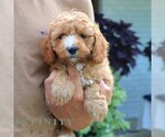 Small #4 Cavapoo (Miniature)