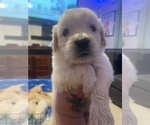 Small #4 Golden Retriever
