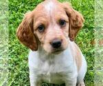 Puppy Rusty Brittany