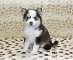 Image preview for Ad Listing. Nickname: Polly
