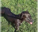Small American Staffordshire Terrier Mix