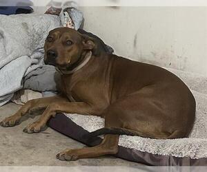 Mutt Dogs for adoption in San Antonio, TX, USA