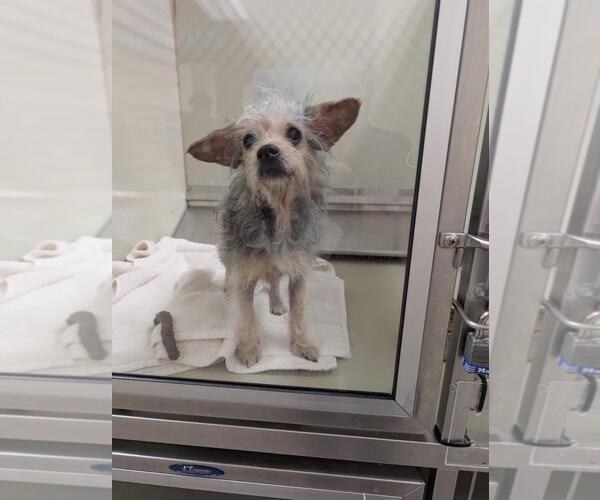 Medium Photo #1 Mutt Puppy For Sale in Upland, CA, USA