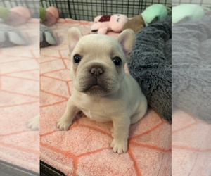 French Bulldog Puppy for Sale in BURTON, Ohio USA