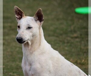 Charlie - Female Mutt Dog for Adoption - Photo #2