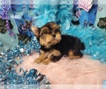 Small #1 Yorkshire Terrier