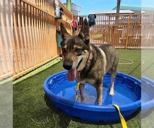 German Shepherd Dog-Unknown Mix Dogs for adoption in Las Vegas, NV, USA