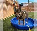 Small German Shepherd Dog Mix