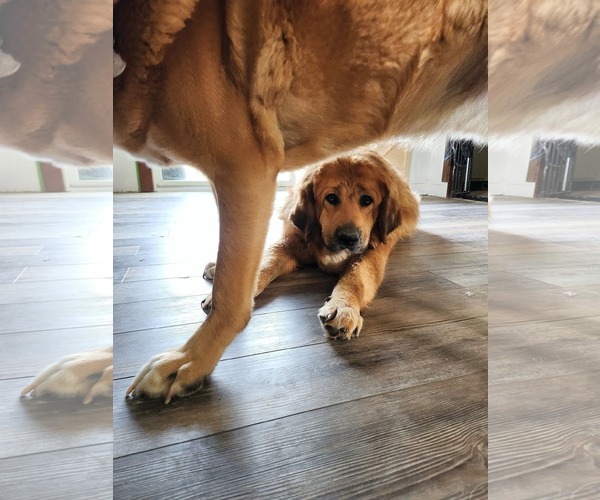 Medium Photo #7 Tibetan Mastiff Puppy For Sale in New London, WI, USA