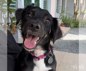 Chihuahua-Unknown Mix Dogs for adoption in Washington, DC, USA
