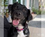 Small Chihuahua Mix