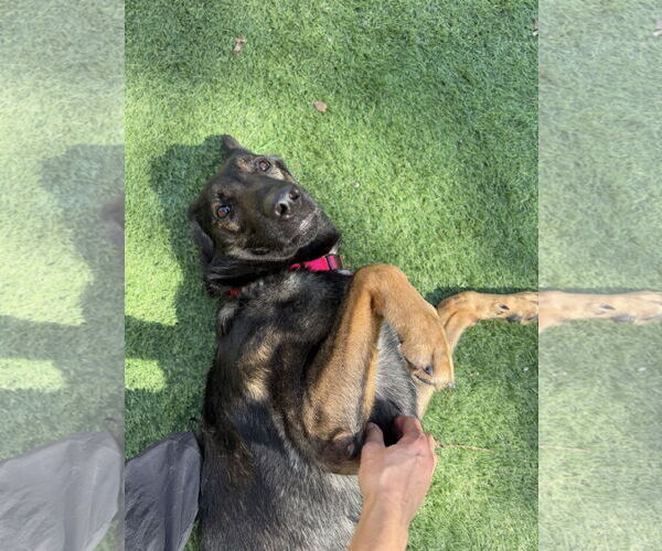 Medium Photo #2 German Shepherd Dog Puppy For Sale in San Diego, CA, USA