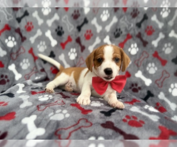 Medium Photo #1 Cavalier King Charles Spaniel-Jack Russell Terrier Mix Puppy For Sale in LAKELAND, FL, USA