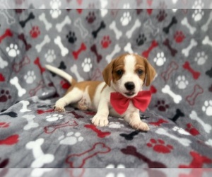 Cavalier King Charles Spaniel-Jack Russell Terrier Mix Puppy for sale in LAKELAND, FL, USA