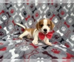 Image preview for Ad Listing. Nickname: Dallas