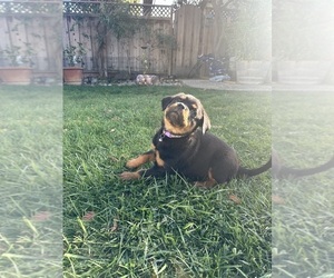 Rottweiler Puppy for sale in SAN JOSE, CA, USA