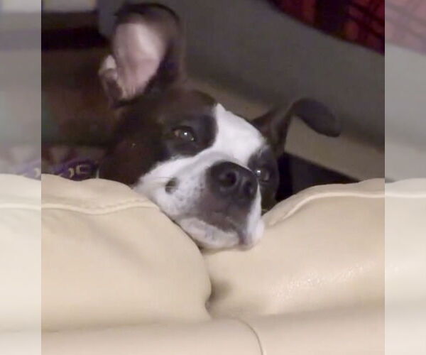 Medium Photo #22 Mutt Puppy For Sale in Mooresville, NC, USA