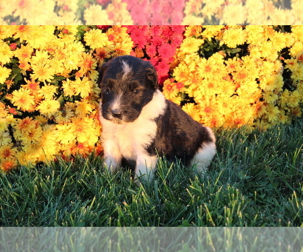 Medium Photo #1 Saint Berdoodle Puppy For Sale in EVART, MI, USA