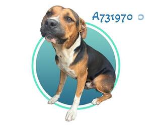 Mutt Dogs for adoption in San Antonio, TX, USA