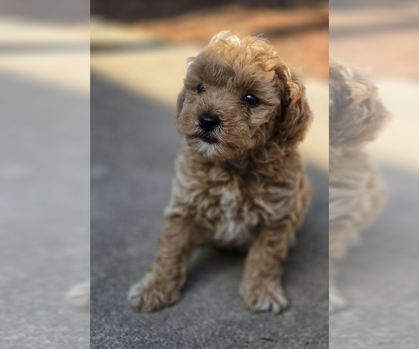 Medium Photo #1 Miniature Labradoodle Puppy For Sale in SAN DIEGO, CA, USA