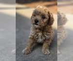 Puppy 1 Miniature Labradoodle
