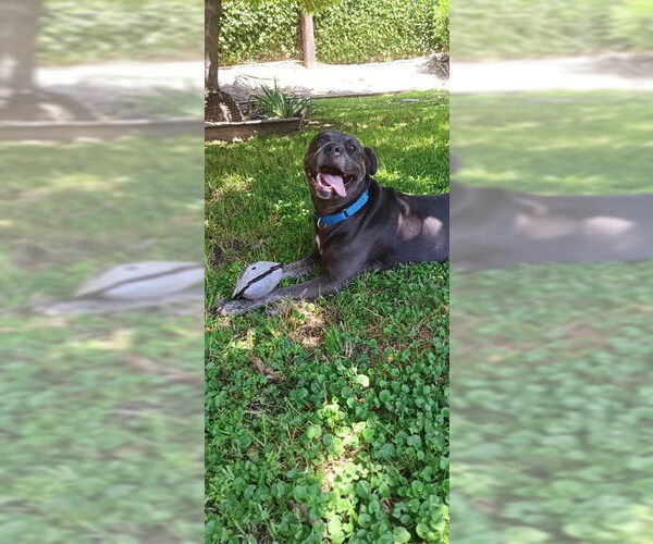 Medium Photo #5 Bullypit Puppy For Sale in Camarillo, CA, USA