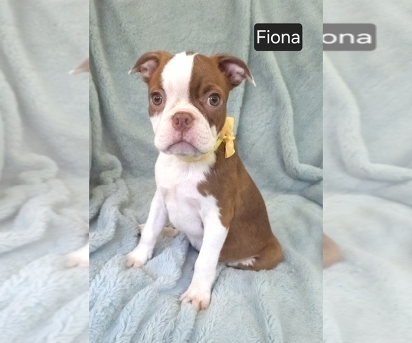 Medium Photo #4 Boston Terrier Puppy For Sale in MINERAL WELLS, WV, USA